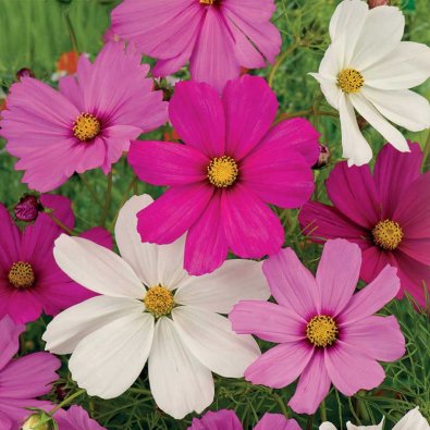 Kosmoskukka 'Early Summer'