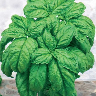 Salaattibasilika 'Large leaved'