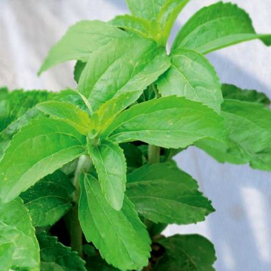 Makeayrtti / Stevia