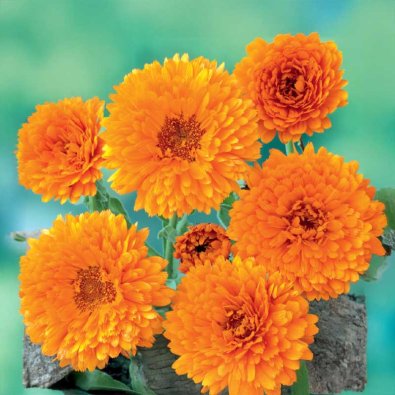 Kehäkukka 'Ball´s Orange'