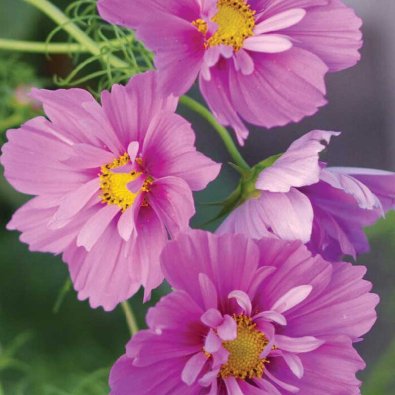 Kosmoskukka 'Fizzy Pink Dark Center'