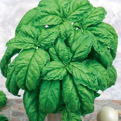 Salaattibasilika 'Large leaved'
