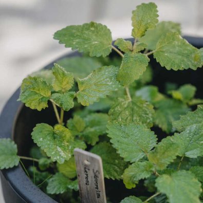 Sitruunamelissa 'Lemona'