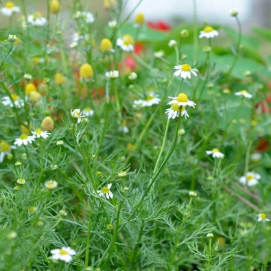 Kamomilla Luomu