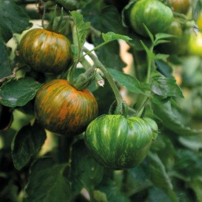 Tomaatti 'Green Zebra'