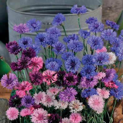 Ruiskukka 'Polka Dot'