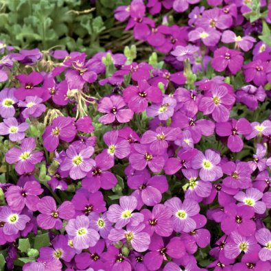 Aubrietia 'Red Cascade'