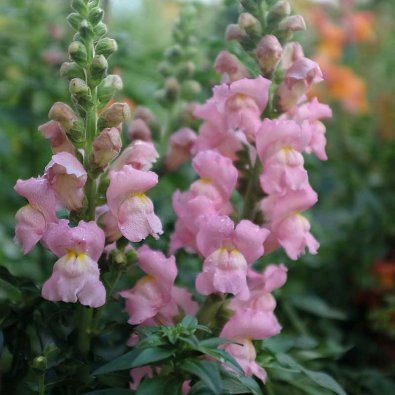 Leijonankita 'Opus Pink' F1