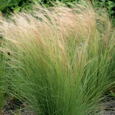 Mexikon sulkahirssi 'Pony Tails'