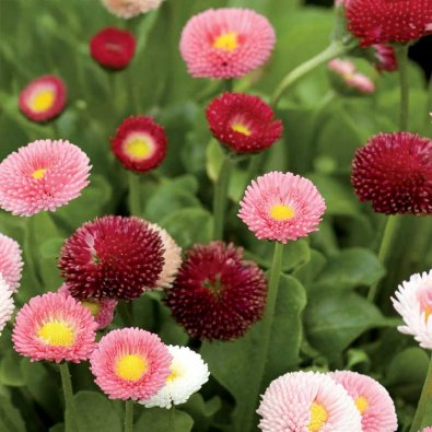 Tuhatkauno 'Pomponette'