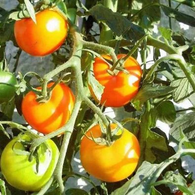 Tomaatti 'Auriga'