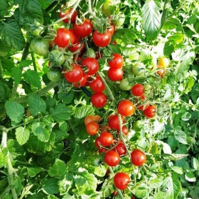 Tomaatti 'Humboldtii'