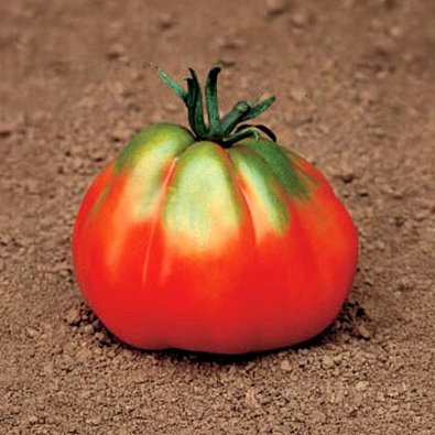 Tomaatti 'Giant Pear Red'