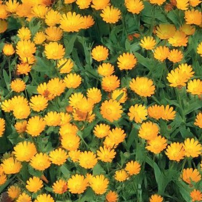 Kehäkukka 'Springtime'