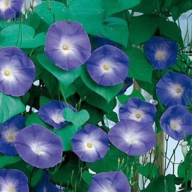 Kolmivärinen aamukukka 'Blue Eyes'