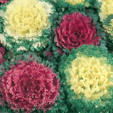 Koristekaali 'Fuzzy'