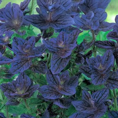 Harmaaminttu 'Blue Monday'