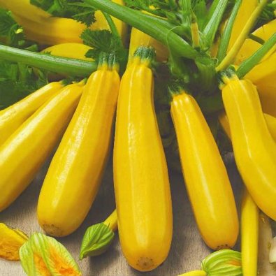 Squash 'Orelia' h