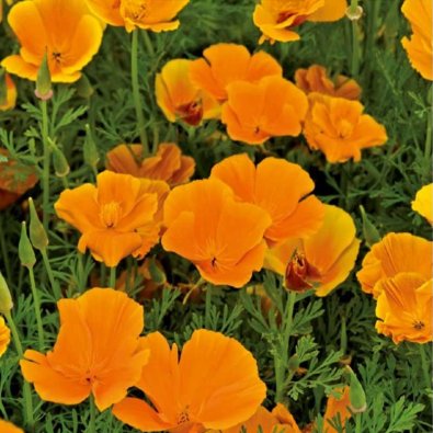 Kesäesikko 'Orange King'