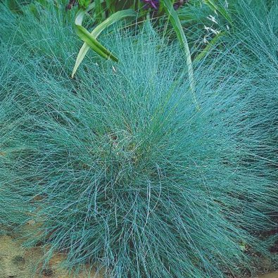 Sininata 'Varna'