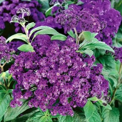 Heliotrooppi 'Marine'