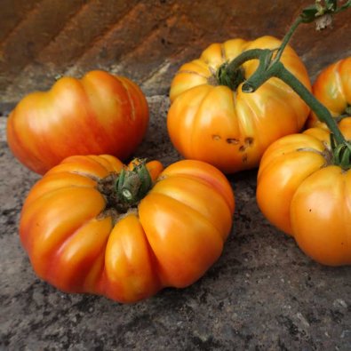 Pihvitomaatti 'Buffalosun' H