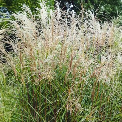 Hopeatatar 'Early Hybrids'