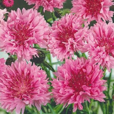 Ruiskaunokki 'Rose shade'