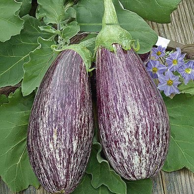 Aubergine 'Tsakoniki'