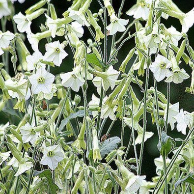 Koristetupakka 'Starlight Dancer'