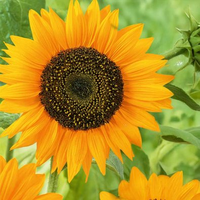 Auringonkukka 'Sunspot gold'