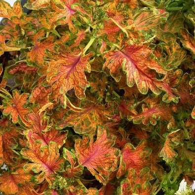 Kirjovehka 'Colocha Scarlet'