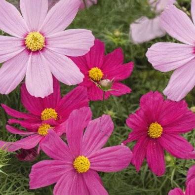 Kosmoskukka 'Early Summer'