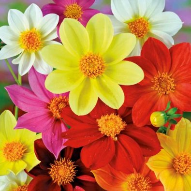 Daalia 'Mignon'