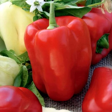 Paprika 'Rubika' F1