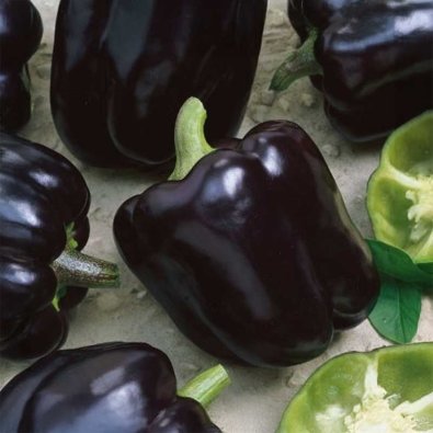 Paprika 'Andromeda'
