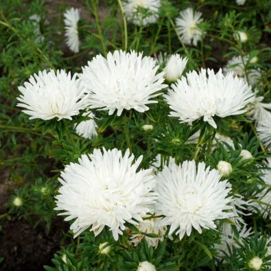 Kesäasteri 'Unicum' Valkoinen