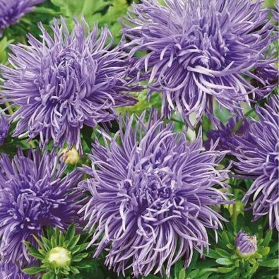 Kesäasteri 'Unicum' Violetti