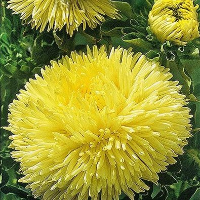 Kesäasteri 'Pompon'