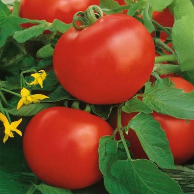 Tomaatti 'Raissa' H