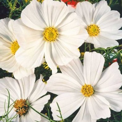 Kosmoskukka 'Sensation white'