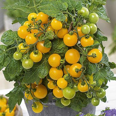 Tomaatti 'Balconi yellow' H