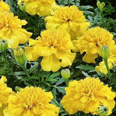 Samettikukka 'Lemon Drop'
