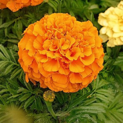 Isot samettikukat 'Calando orange'
