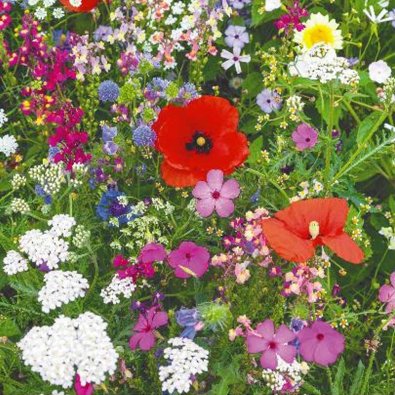 Kukkaseos 'Wild Flowers'
