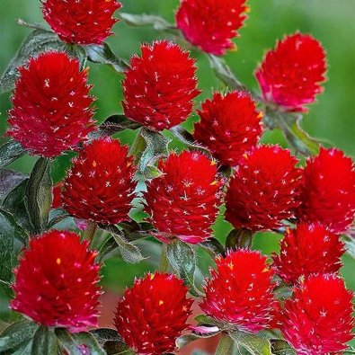 Punainen amarantti 'Strawberry Fields'