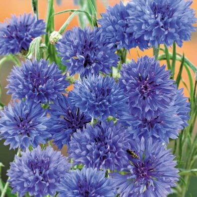 Ruiskaunokki 'Blue ball'