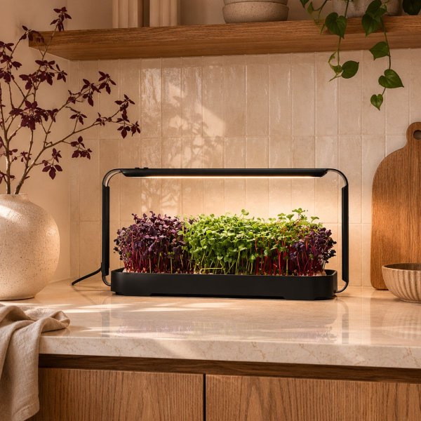 Zoomaa kuva kohteesta Urban Root Grove Black