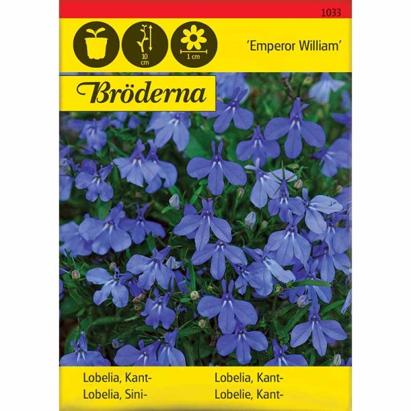 Zoomaa kuva kohteesta Lobelia 'Emperor William'