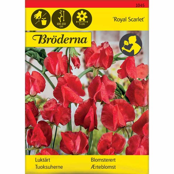 Zoom bilde av Duftert 'Royal Scarlet'